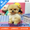 麦比佳 纯种哈多利系球体博美犬幼犬俊介 茶杯博美犬 日系俊杰双血统长不大的茶杯狗白色博美犬 赛级博美犬活体日系纯种俊介犬