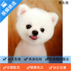 麦比佳 纯种哈多利系球体博美犬幼犬俊介 茶杯博美犬 日系俊杰双血统长不大的茶杯狗白色博美犬 小体博美俊介犬宠物狗狗活体