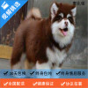麦比佳 纯种巨型阿拉斯加幼犬活体宠物 熊版十字脸阿拉斯加雪橇犬 双血统烟灰色桃脸阿拉斯加幼崽 巨大型雪橇犬阿拉斯加犬2