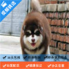 麦比佳 纯种巨型阿拉斯加幼犬活体宠物 熊版十字脸阿拉斯加雪橇犬 双血统烟灰色桃脸阿拉斯加幼崽 巨大型雪橇犬阿拉斯加犬2