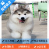 麦比佳 纯种巨型阿拉斯加幼犬活体宠物 熊版十字脸阿拉斯加雪橇犬 双血统烟灰色桃脸阿拉斯加幼崽 巨大型雪橇犬阿拉斯加犬34