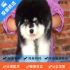 麦比佳 纯种巨型阿拉斯加幼犬活体宠物 熊版十字脸阿拉斯加雪橇犬 双血统烟灰色桃脸阿拉斯加幼崽 巨大型雪橇犬终身包纯种AA
