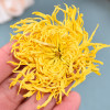 金丝皇菊A498