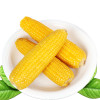 博多客东北特产新鲜黄玉米14根甜糯玉米棒粘苞米_5