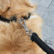疯狂的小狗 狗链子狗绳中型大型犬牵引绳 金毛拉布拉多遛狗绳项圈狗狗用品 蓝黑色 XL
