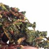 八闽东华 铁观音新茶铁观音兰花香鲜茶500g带梗铁观音毛茶