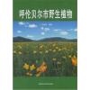 呼伦贝尔市野生植物