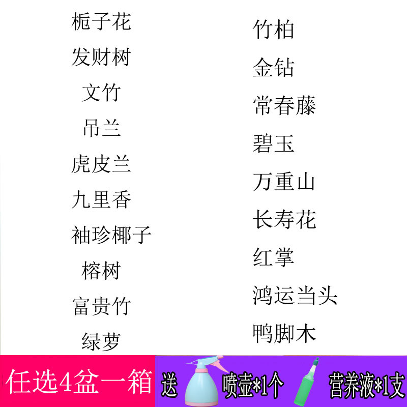 常通竹柏 自选4盆一箱*送喷壶+营养液
