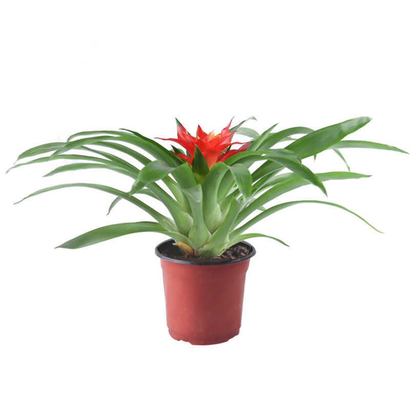 小红星鸿运当头盆栽花卉室内净化空气花观叶植物小盆栽四季开花植物