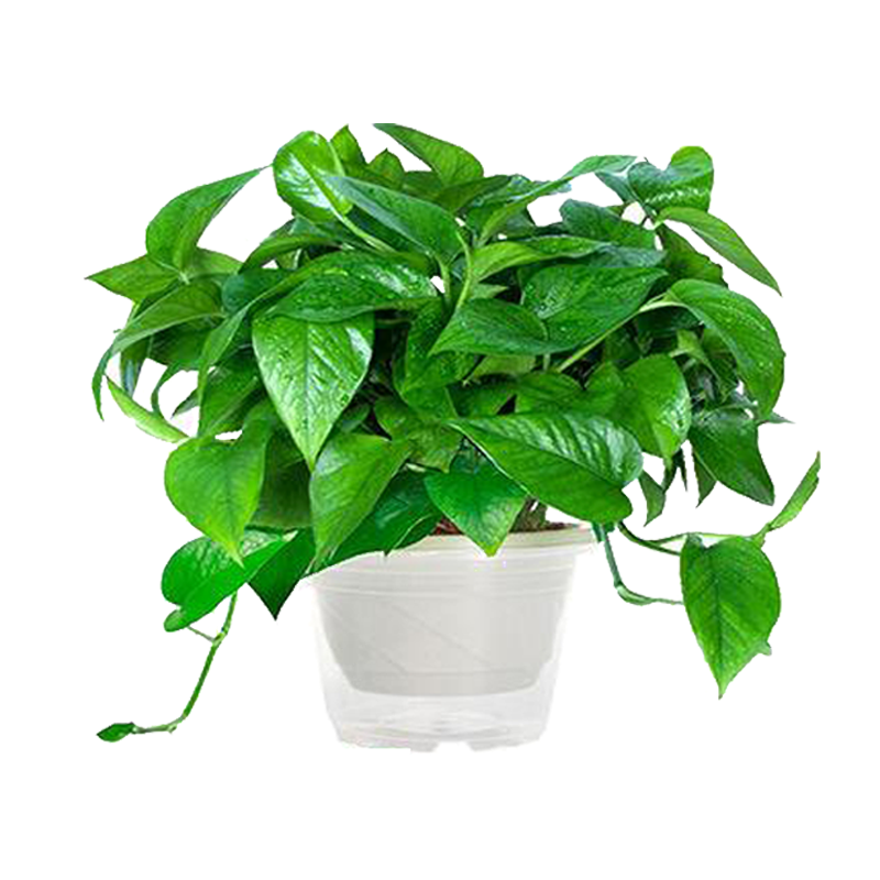 绿萝花卉盆栽吊兰净化空气除甲醛水培植物室内长藤大绿箩批发 3精品绿萝180+3个吸水盆