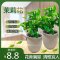 白茉莉花盆栽花卉室内观花植物四季绿植阳台开花 1盆精品茉莉花+陶瓷盆