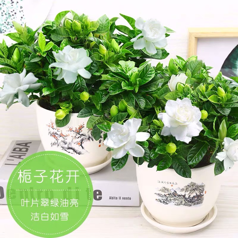 栀子花四季开花盆栽室内外盆景花卉观花植物除甲醛 2盆栀子花+2盆花纹陶瓷盆