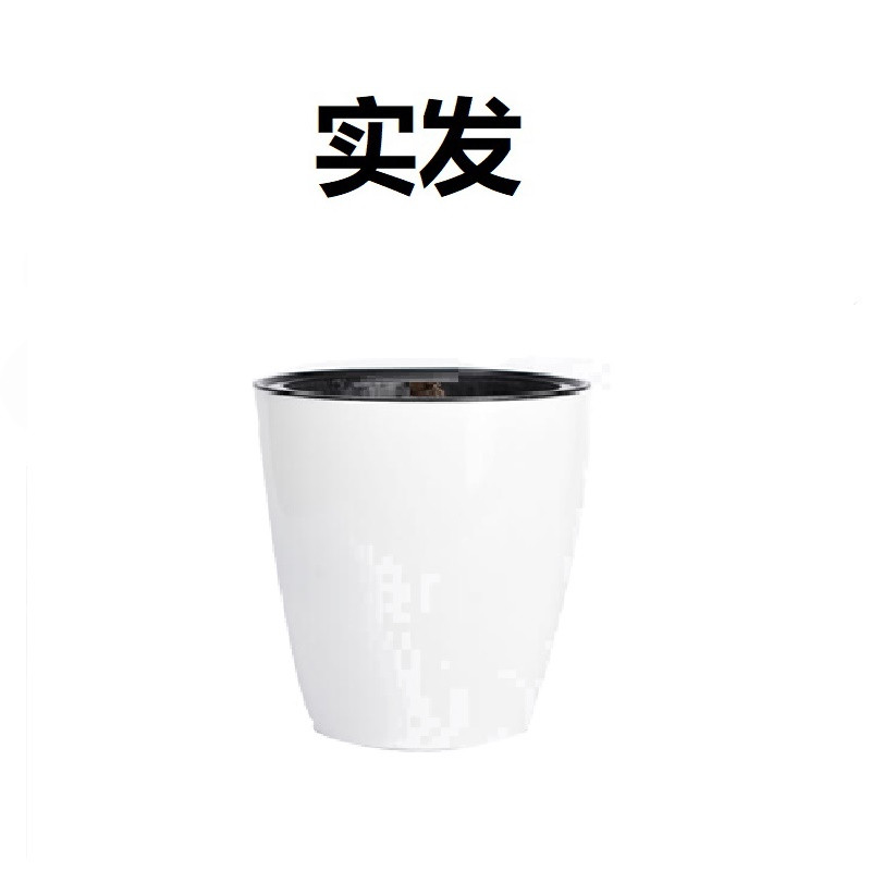 【6-8片叶子君子兰】 【君子兰专用吸水盆】