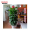 麦格尚 室内客厅大型盆栽 植物花卉绿植盆景大叶绿萝 净化空气吸甲醛(含塑料盆) 1.2m大叶绿萝