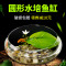 圆鱼缸小型桌面创意玻璃睡莲圆形水培植物金鱼缸一体水养家用造景_1 默认尺寸 中号一叶莲缸套餐【送雨花石】