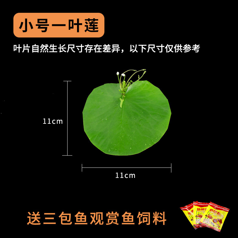 圆鱼缸小型桌面创意玻璃睡莲圆形水培植物金鱼缸一体水养家用造景_1 默认尺寸 小号一叶莲【不包含缸】