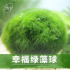 小鱼缸水族箱造景装饰真水种子植物前景懒人水藻球_1 默认尺寸 约3cm