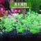 水泥专用沙鱼缸装饰肥料底砂种植土陶粒砂水族造景套餐10斤_2 默认尺寸 【9L】+开缸伴侣