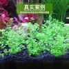 水泥专用沙鱼缸装饰肥料底砂种植土陶粒砂水族造景套餐10斤_2 默认尺寸 【9L】+开缸伴侣+基肥+硝化细菌