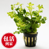 小圆叶水鱼缸水族箱造景装饰品植物前景懒人新手真迷你 默认尺寸 1杯