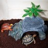 晒龟台乌龟晒台爬台龟缸晒背石躲避洞晒背养龟天然石头爬坡台造景 默认尺寸 【微景观晒台】小号：套餐一
