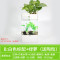 水培植物养鱼缸一体家用塑料创意懒人小型免换水桌面斗鱼专用客厅_1 默认尺寸 白色标配+绿萝