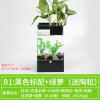 水培植物养鱼缸一体家用塑料创意懒人小型免换水桌面斗鱼专用客厅_1 默认尺寸 黑色标配+绿萝