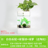 水培植物养鱼缸一体家用塑料创意懒人小型免换水桌面斗鱼专用客厅_1 默认尺寸 白色标配+绿藻球+绿萝
