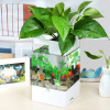 水培植物养鱼缸一体家用塑料创意懒人小型免换水桌面斗鱼专用客厅_1 默认尺寸 黑色标配+绿藻球+狮王斗鱼