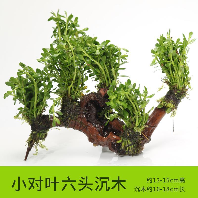 懒人水有茎类鱼缸装饰水榕沉木净化水质的水辣椒榕水族箱_2_159 默认尺寸 【六头】小对叶六头沉木