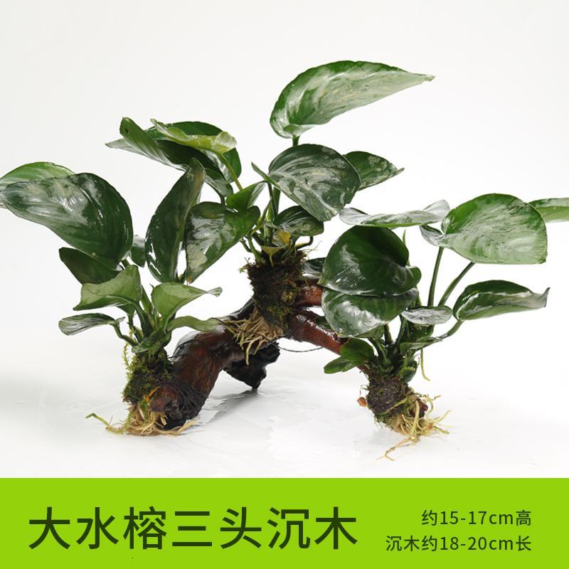 懒人水有茎类鱼缸装饰水榕沉木净化水质的水辣椒榕水族箱_2_159 默认尺寸 【三头】大水榕三头沉木