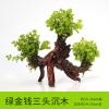 懒人水有茎类鱼缸装饰水榕沉木净化水质的水辣椒榕水族箱_2_159 默认尺寸 【三头】绿金钱三头沉木