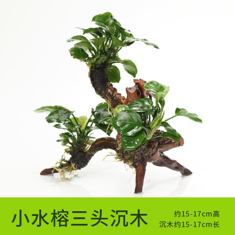 懒人水有茎类鱼缸装饰水榕沉木净化水质的水辣椒榕水族箱_2_159 默认尺寸 【三头】小水榕三头沉木