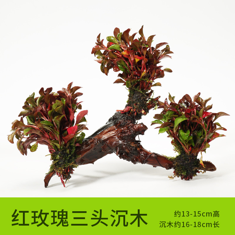 沉木水缸鱼缸装饰造景套餐小水榕类懒人新手真水椒植物_1 默认尺寸 【三头】红玫瑰三头沉木