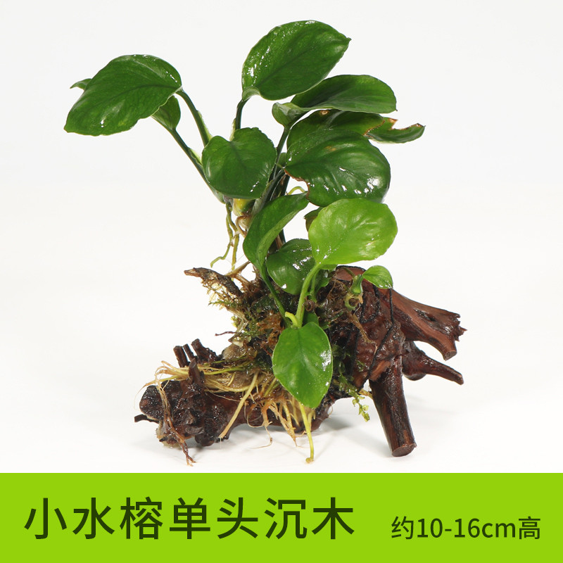 沉木水缸鱼缸装饰造景套餐小水榕类懒人新手真水椒植物_1 默认尺寸 【单头】小水榕单头沉木