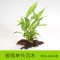 沉木水缸鱼缸装饰造景套餐小水榕类懒人新手真水椒植物_1 默认尺寸 【单头】椒榕单头沉木
