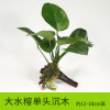 沉木水缸鱼缸装饰造景套餐小水榕类懒人新手真水椒植物_1 默认尺寸 【单头】大水榕单头沉木