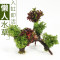 鱼缸装饰造景套餐真水沉木后景缸植物淡水小水榕养鱼懒人_1 默认尺寸 三头小对叶加红玫瑰