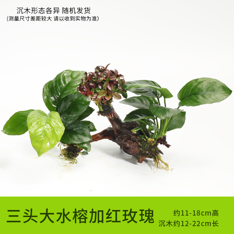 鱼缸装饰造景套餐真水沉木后景缸植物淡水小水榕养鱼懒人_1 默认尺寸 三头大水榕加红玫瑰
