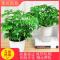 幸福树小富贵绿植小盆栽水培花卉植物办公室内盆景吸甲醛防辐射新品_412 基地塑料盆款(大)_带盆栽好