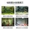 鱼缸过滤器过滤棉污力丸净化水质蛋白棉净水剂去污丸除水臭_2 默认尺寸 森森去污灵500ML