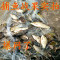 【优先发货】渔网粘网丝网三层沉网单层浮网挂子鱼网鲫鱼鲢鱼沾网白条网 单层45米长1.2米高1指浮
