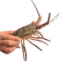 沈志雄东山岛海鲜小青龙虾鲜活速冻400g/只共2只