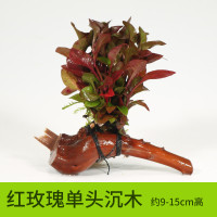 沉木水缸鱼缸装饰造景套餐小水榕类懒人新手真水椒植物_1 默认尺寸 【单头】红玫瑰单头沉木