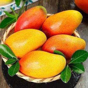 屈乡精品水果新鲜上市贵妃芒果