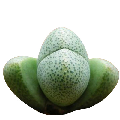 津沽园艺多肉植物番杏科生石花绿帝玉室内种植肉肉耐旱小绿植迷你型单株苗含盆办公桌面花卉绿植盆栽养护非常容易