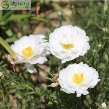太阳花盆栽图片 太阳花盆栽图片大全 苏宁易购