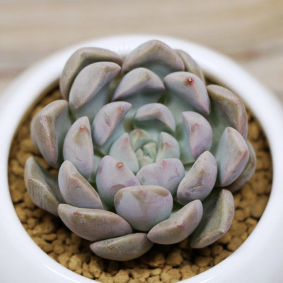 多肉植物花卉卵石奇趣肉肉盆栽办公室桌面小绿植约4-6cm