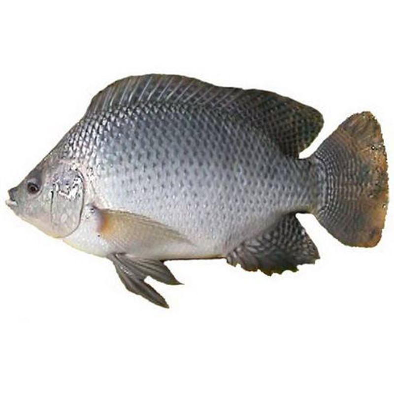 罗非鱼种类辨认图图片