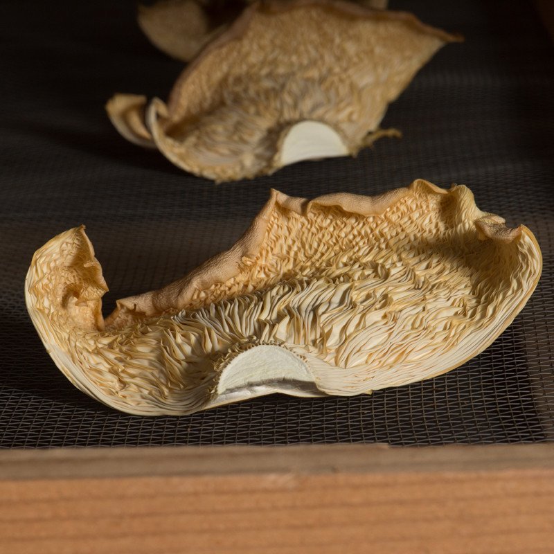 【中华特色馆】南通馆 熊掌菇袋装 淘金合创菌菇类【价格 图片 品牌